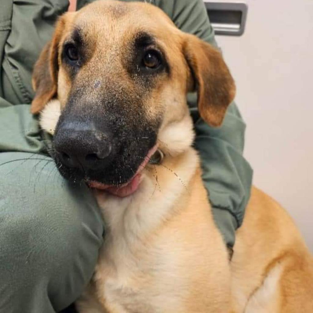 Enlarge Dawson, a Adoptable mixed breed in Flintstone, MD image 3/6