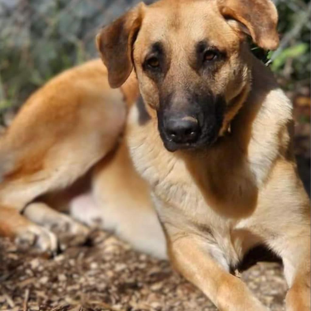 Enlarge Dawson, a Adoptable mixed breed in Flintstone, MD image 5/6