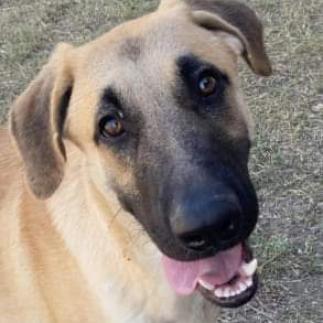 Enlarge Dawson, a Adoptable mixed breed in Flintstone, MD image 6/6