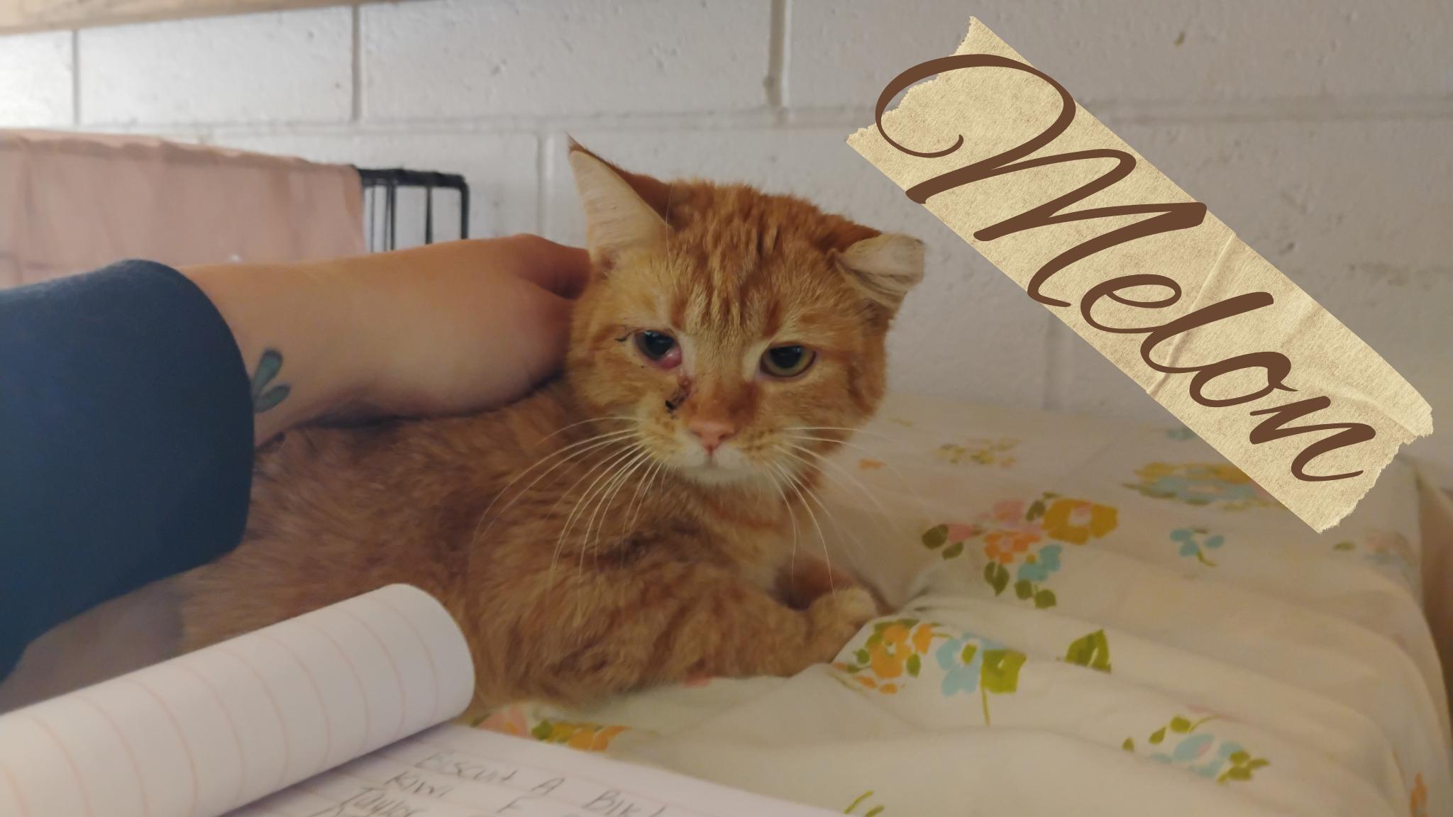 Melon, Adoptable, Adult Female Tabby.