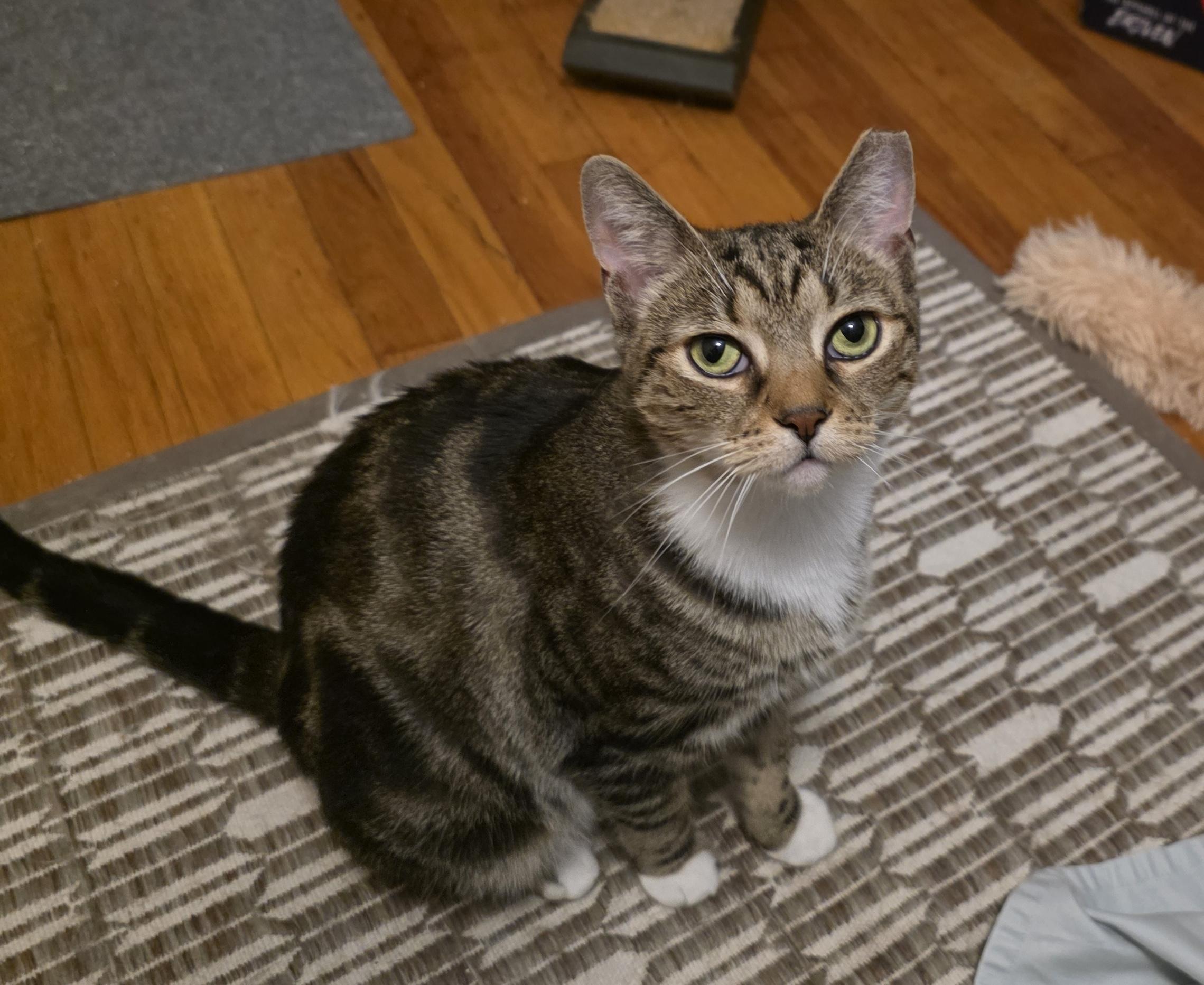 Shaney, a ADOPTABLE mixed breed in Latham, NY image 3/6