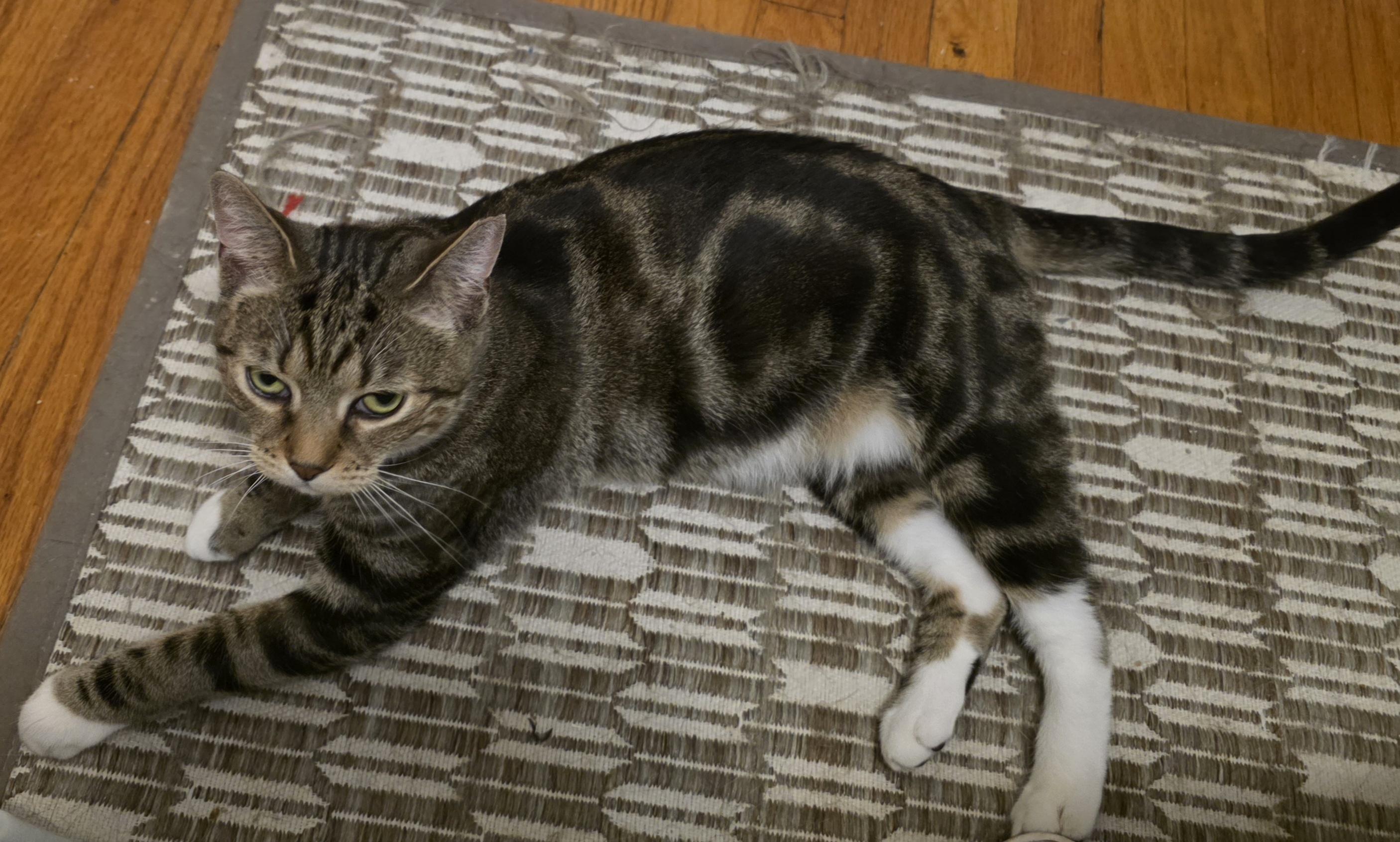 Shaney, ADOPTABLE, Adult Female Domestic Short Hair.