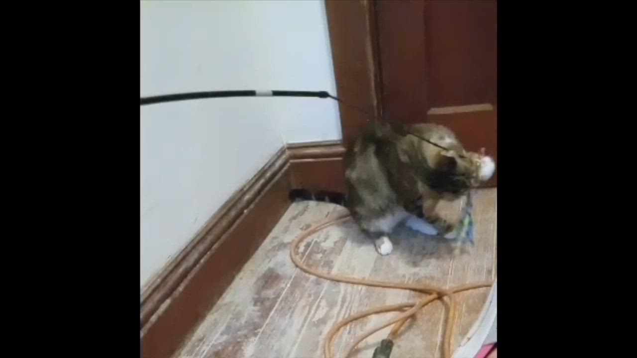 Enlarge Shaney, a ADOPTABLE mixed breed in Albany, NY video 2/2