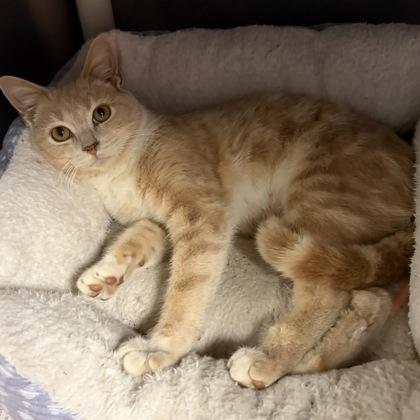 Enlarge Monty, an adoptable Domestic Short Hair in North Myrtle Beach, SC image 3/4