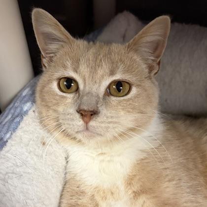 Enlarge Monty, an adoptable Domestic Short Hair in North Myrtle Beach, SC image 2/4