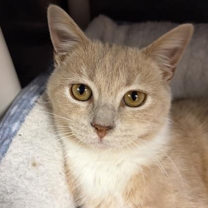 Monty, adoptable, Young Male Domestic Short Hair.