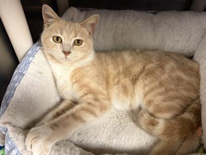 Enlarge Monty, an adoptable Domestic Short Hair in North Myrtle Beach, SC image 4/4