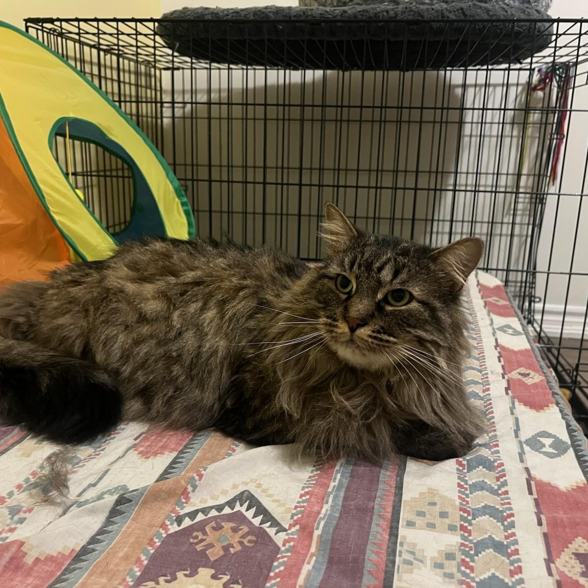 Enlarge Binx, a ADOPTABLE mixed breed in Hamilton, ON image 3/5