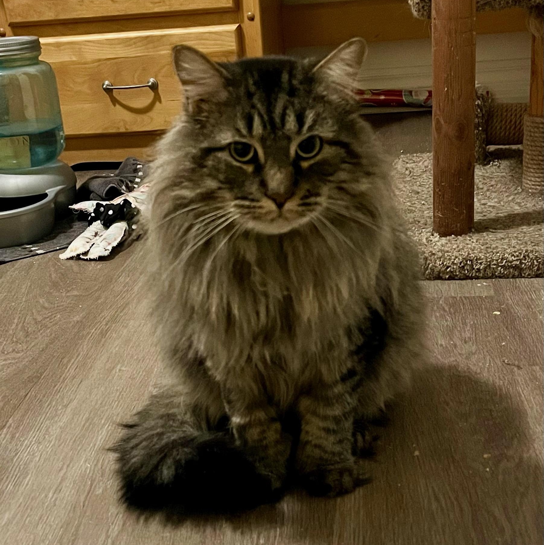 Enlarge Binx, a ADOPTABLE mixed breed in Hamilton, ON image 2/5