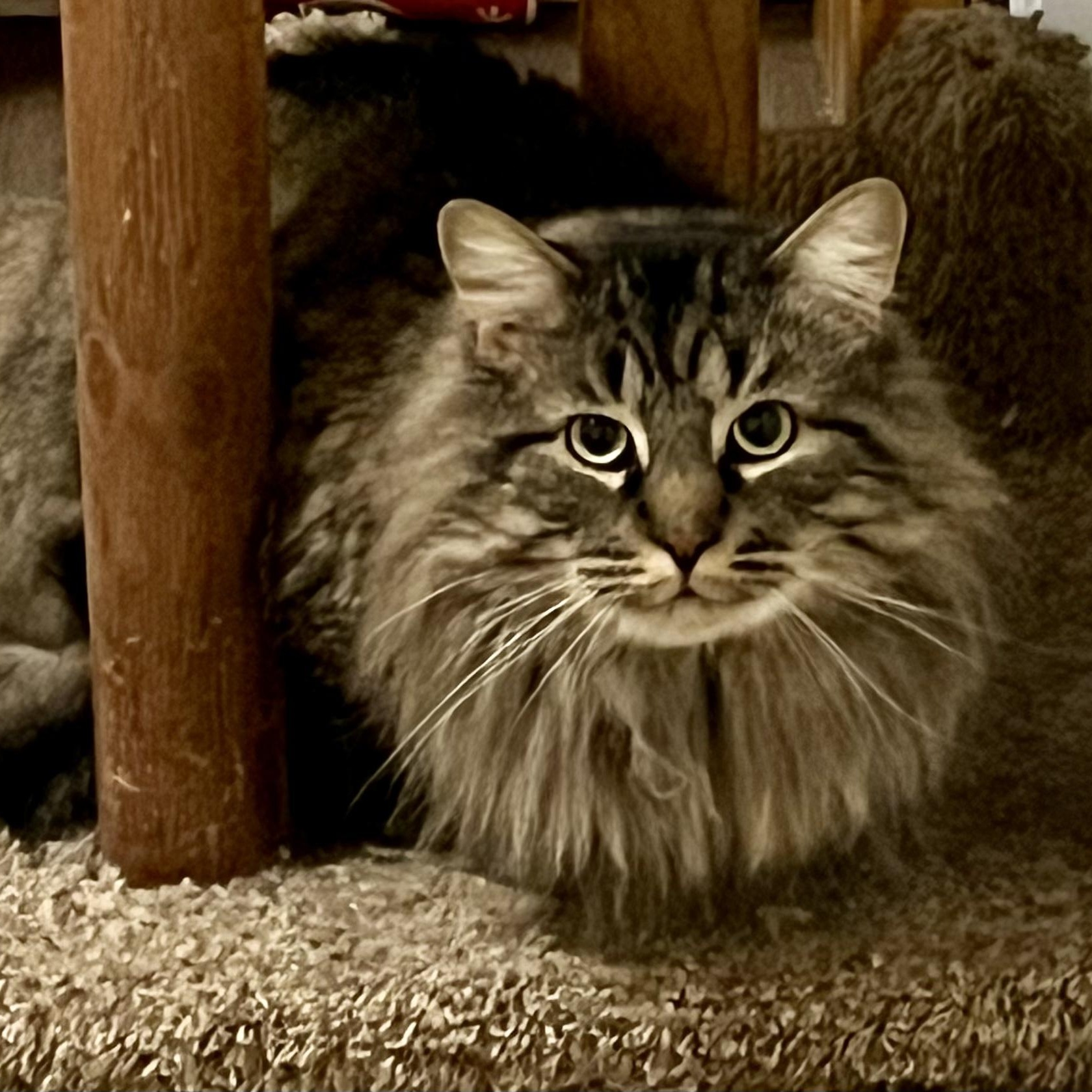 Binx, ADOPTABLE, Adult Male Domestic Long Hair.