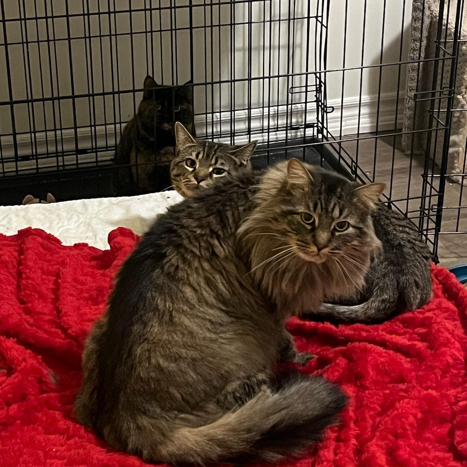 Enlarge Binx, a ADOPTABLE mixed breed in Hamilton, ON image 4/5