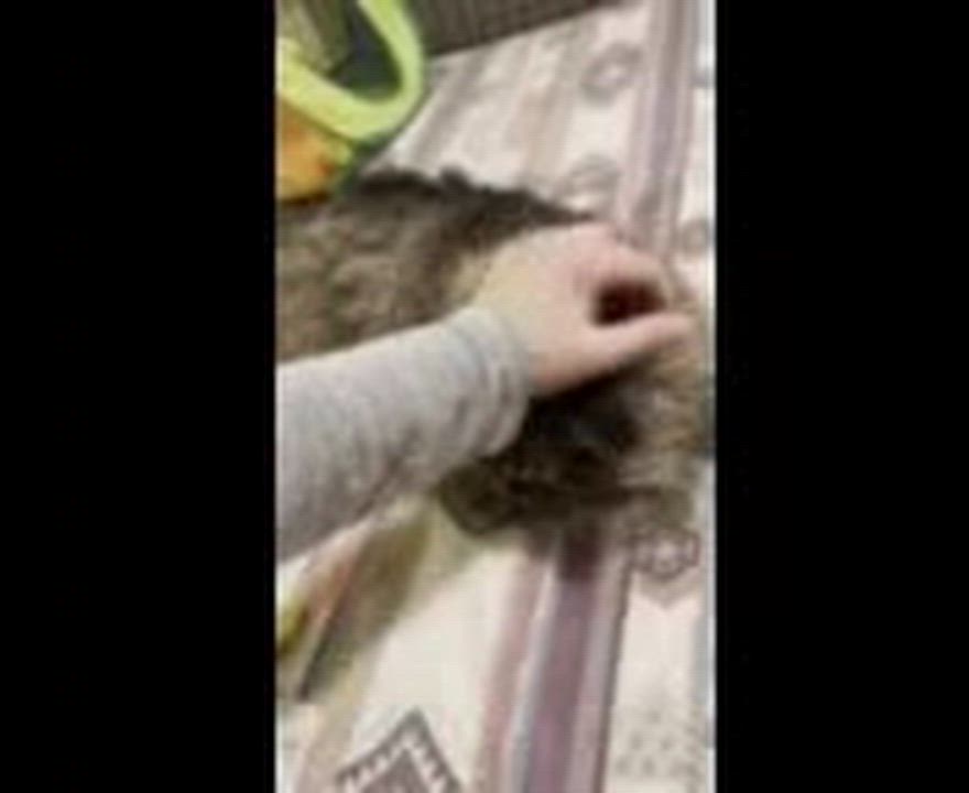 Enlarge Binx, a ADOPTABLE mixed breed in Hamilton, ON video 5/5