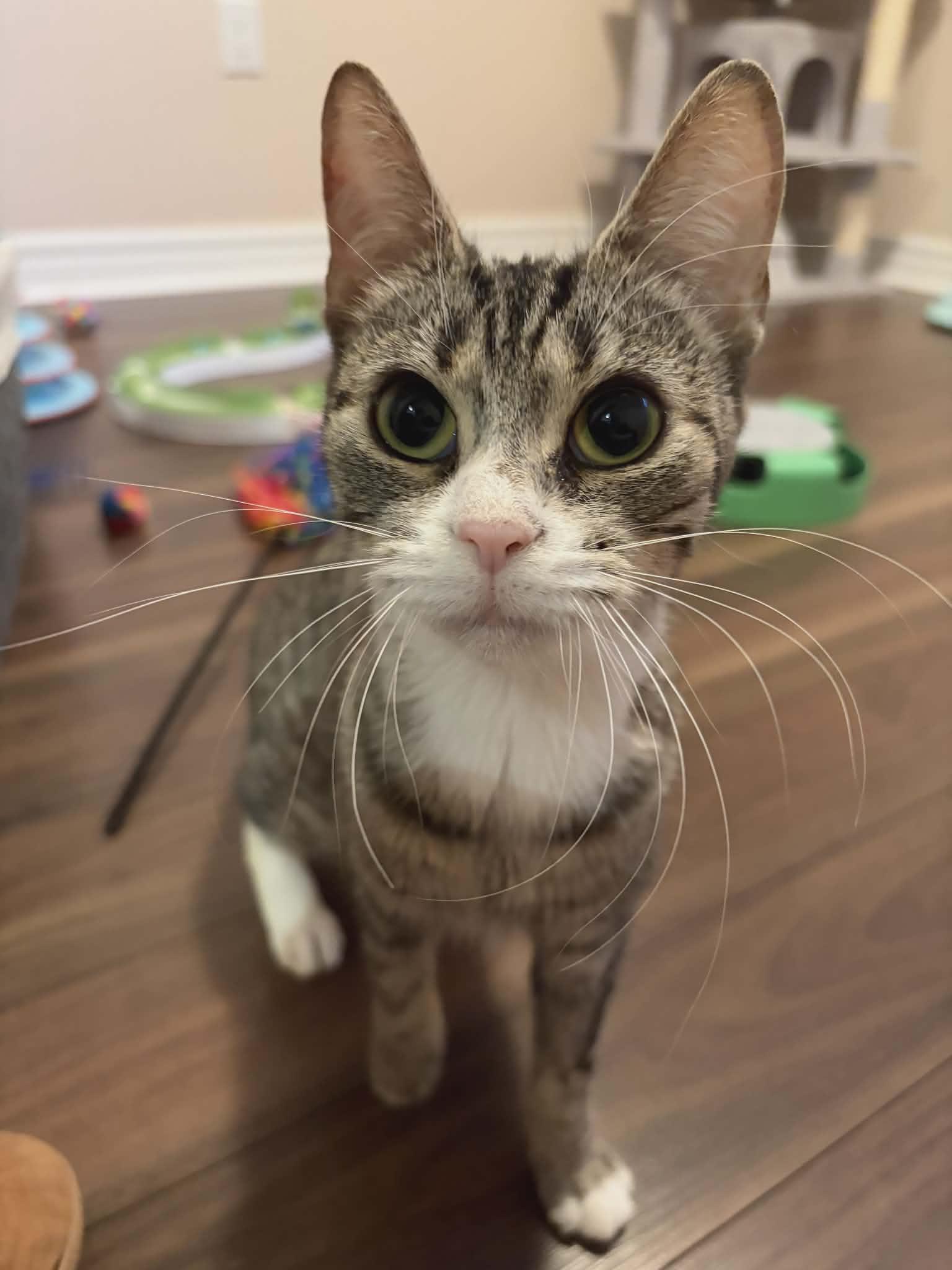 Enlarge Daisy, a ADOPTABLE Tabby in Hamilton, ON image 2/2