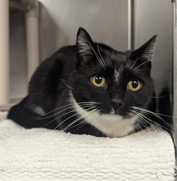 Wilma, Adoptable, Adult Female Domestic Short Hair.