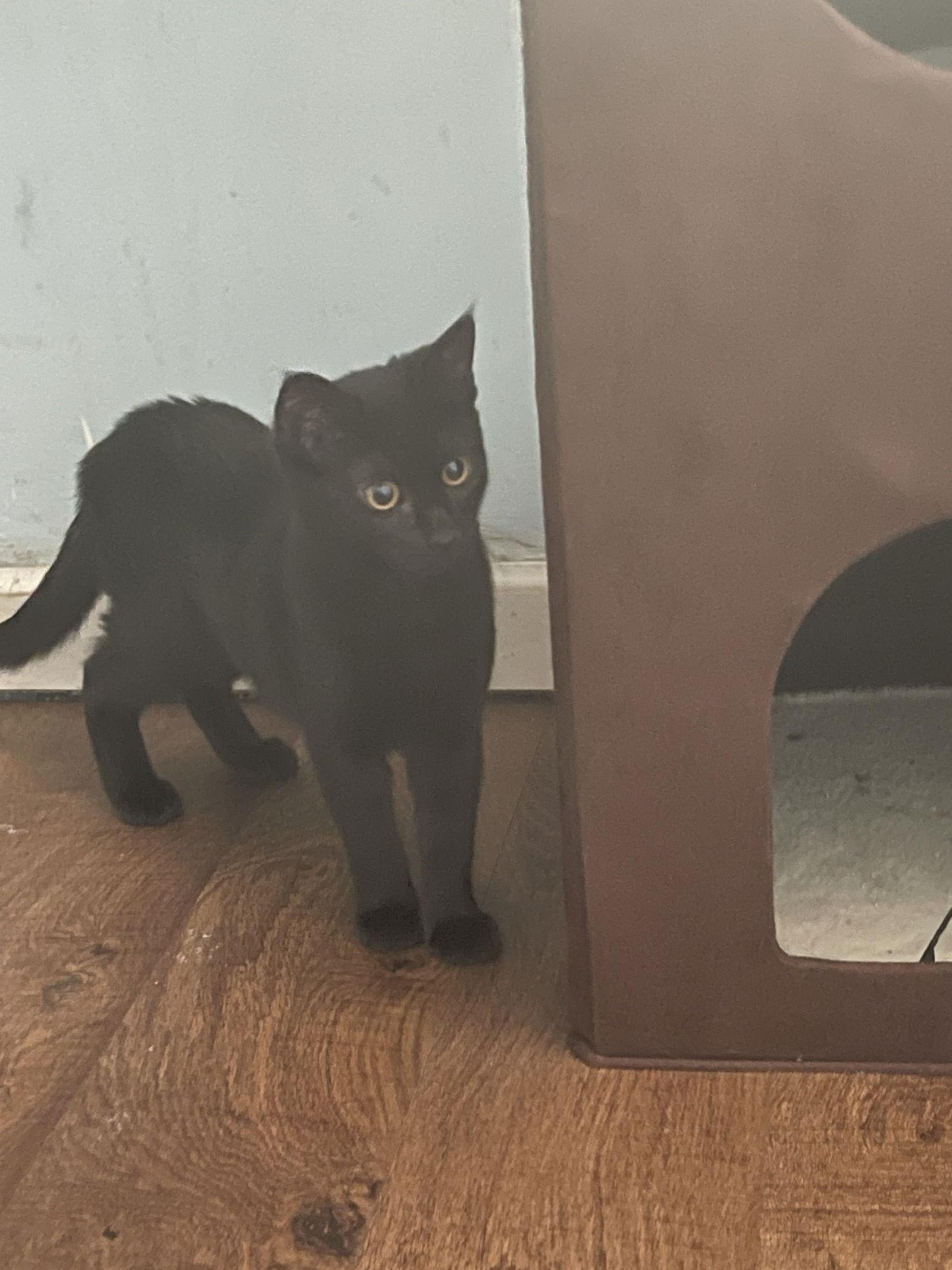 Sweet Pickle, Adoptable, Kitten Female Domestic Short Hair.