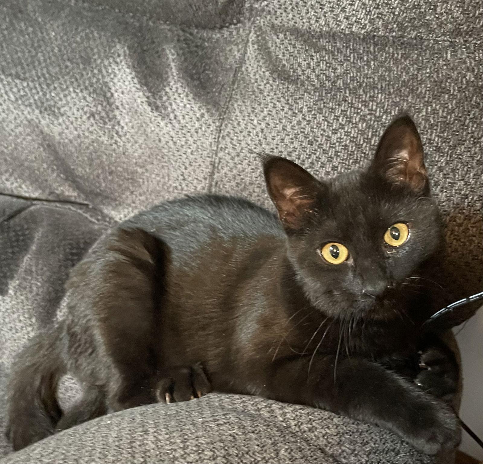 Enlarge Sweet Pickle, a Adopted Domestic Short Hair in Vacaville, CA image 2/3