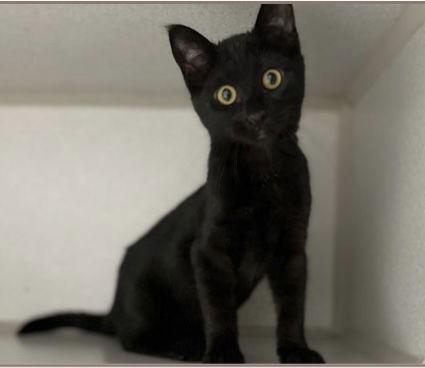 Enlarge Sweet Pickle, a Adopted Domestic Short Hair in Vacaville, CA image 3/3