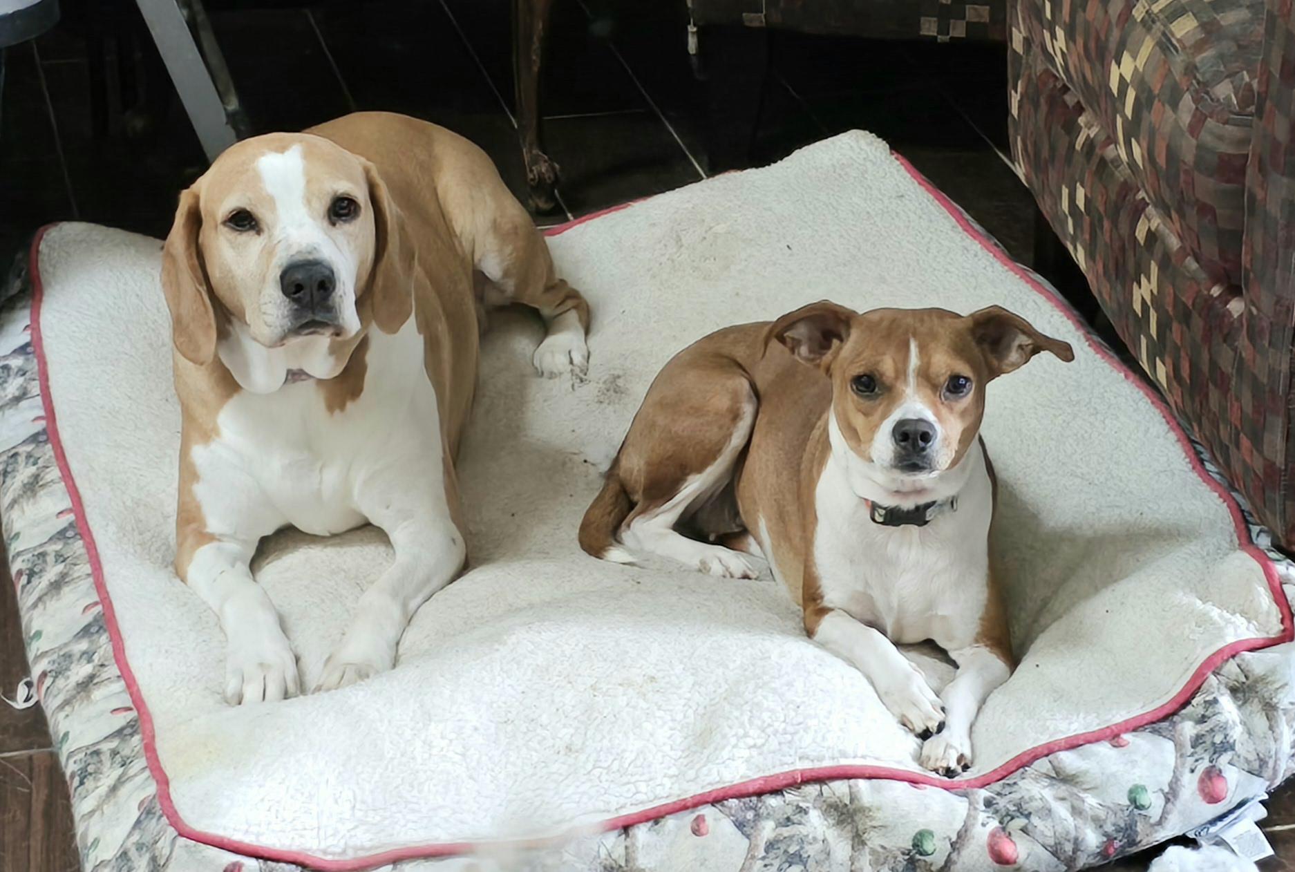 Enlarge Tundra, a Adoptable mixed breed in Terre Haute, IN image 2/6