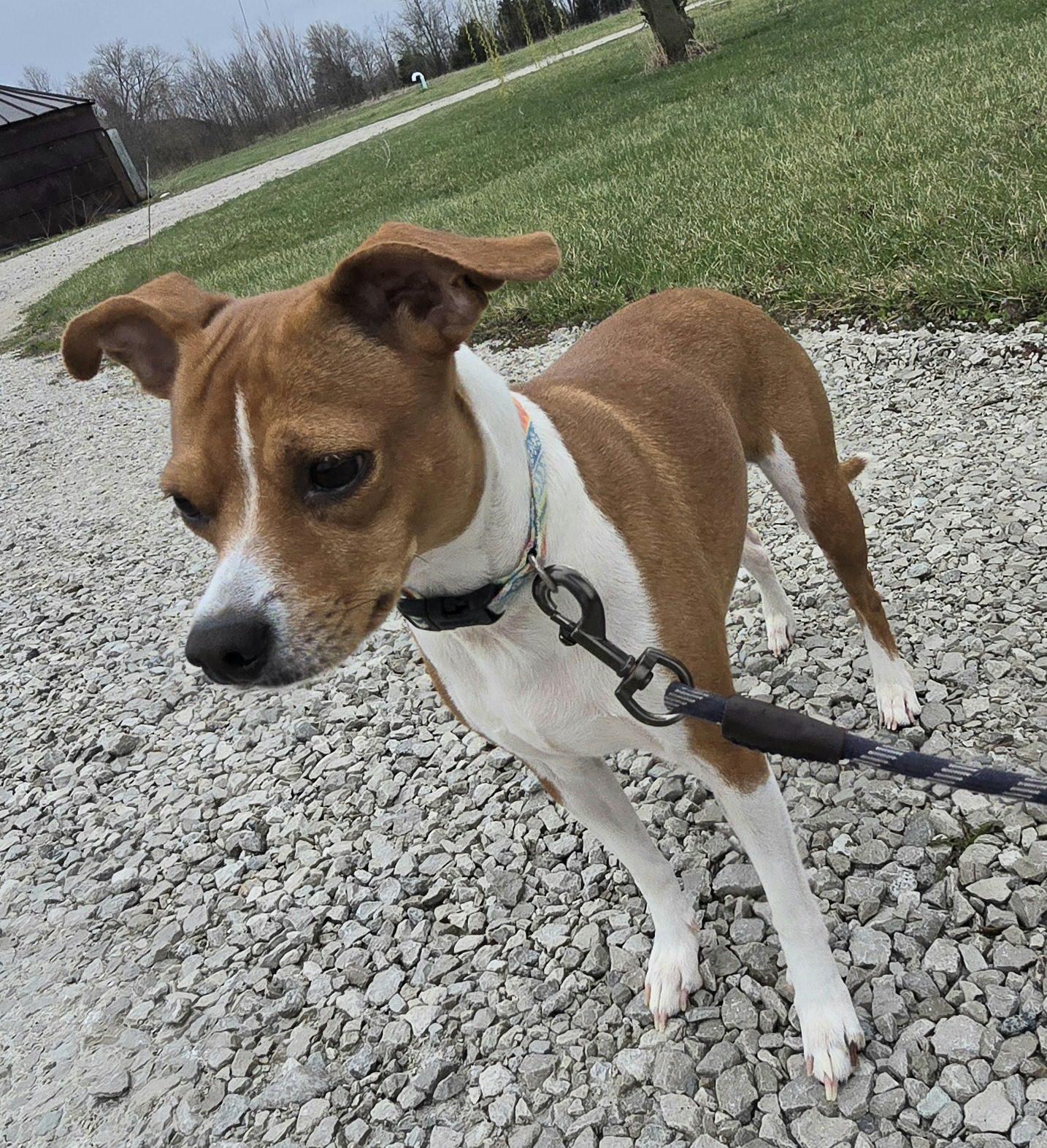 Enlarge Tundra, a Adoptable mixed breed in Terre Haute, IN image 3/6