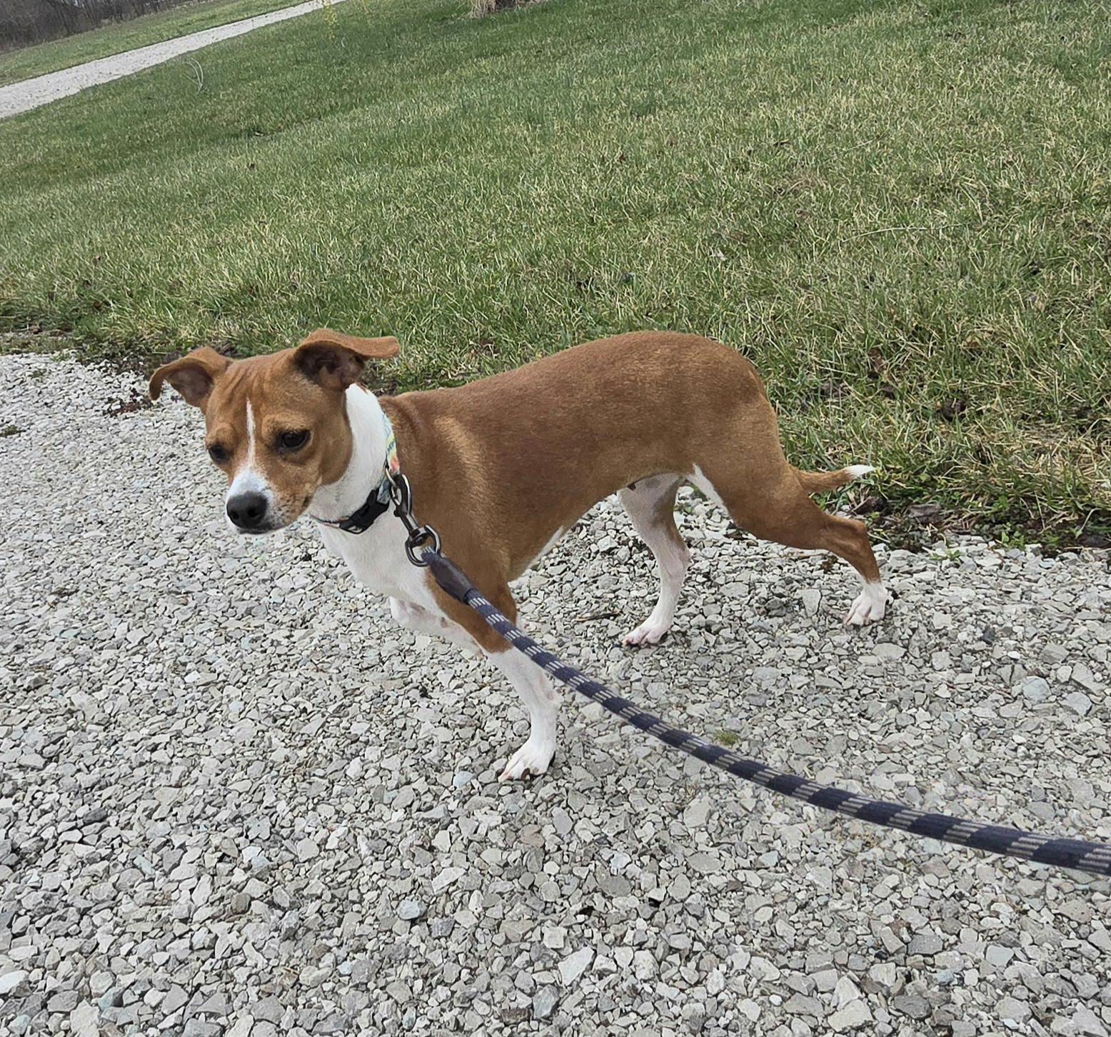 Tundra, Adoptable, Adult Female Italian Greyhound & Chihuahua.