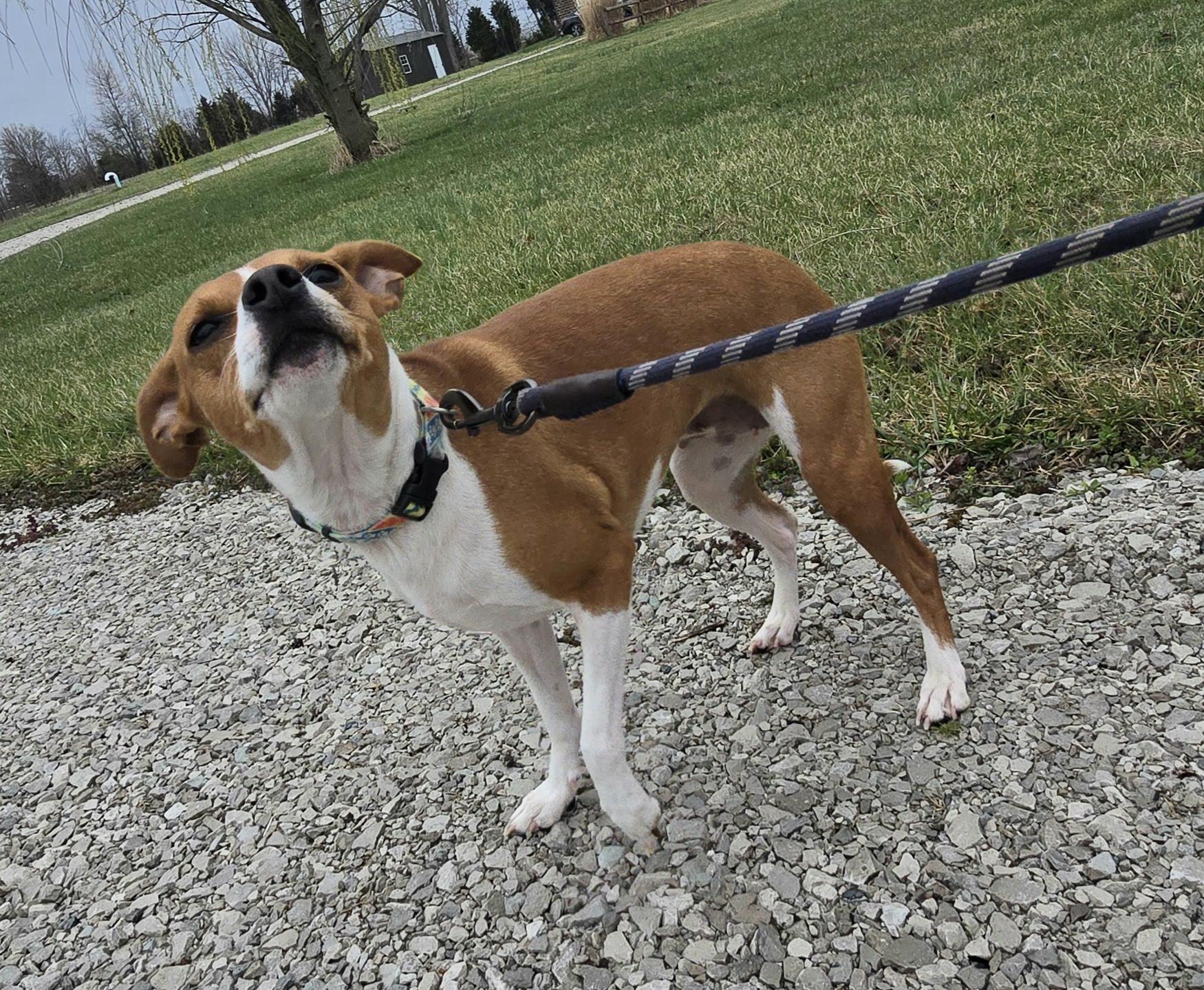 Enlarge Tundra, a Adoptable mixed breed in Terre Haute, IN image 5/6