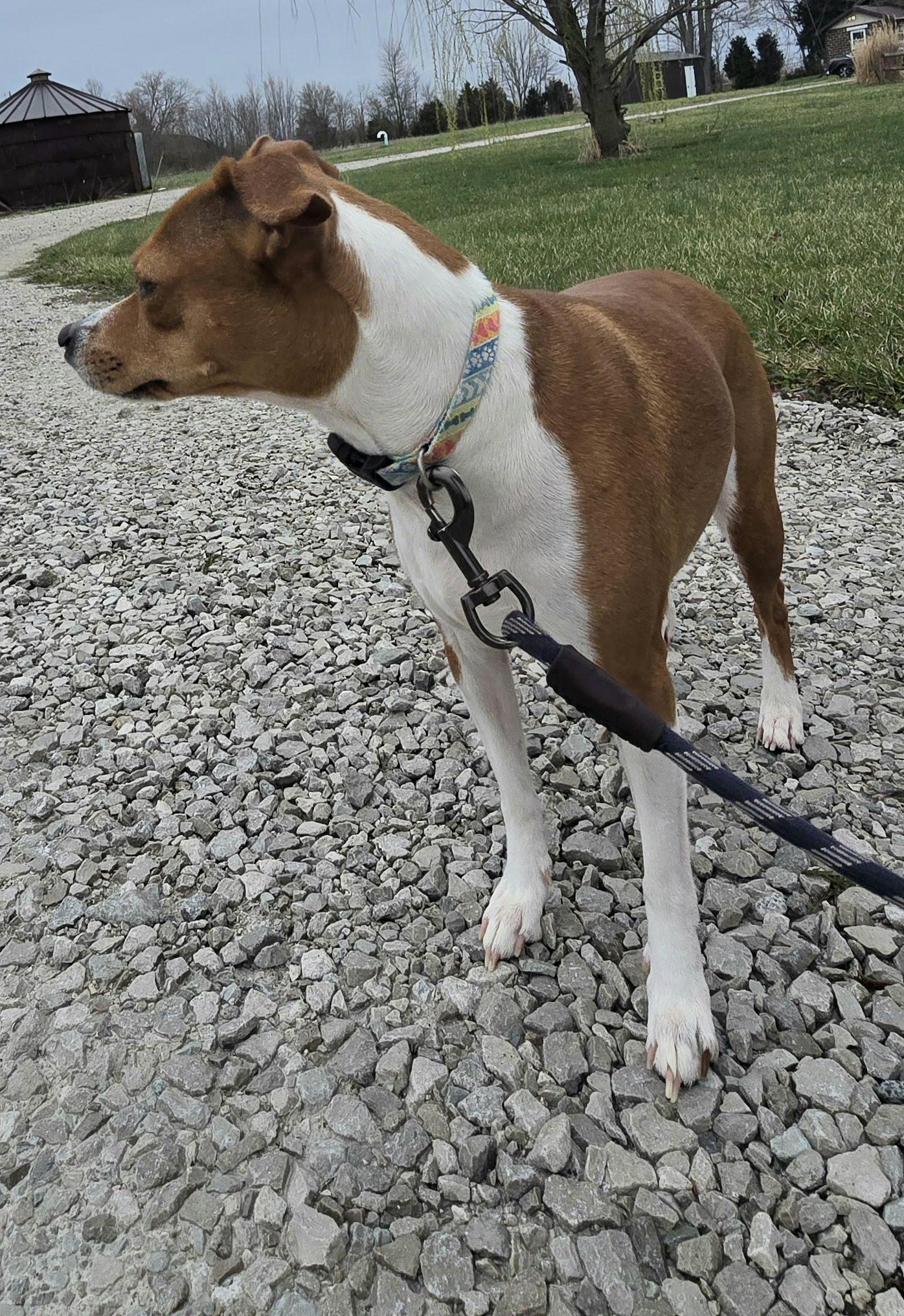 Enlarge Tundra, a Adoptable mixed breed in Terre Haute, IN image 6/6