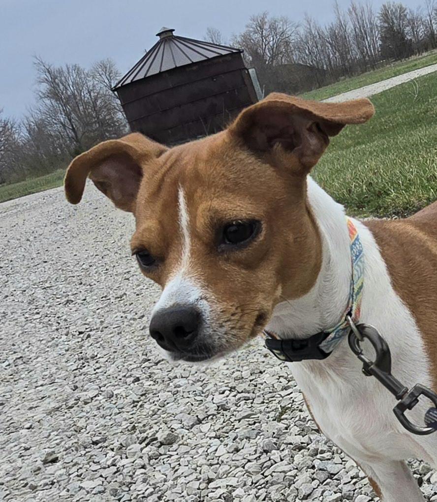 Enlarge Tundra, a Adoptable mixed breed in Terre Haute, IN image 1/6