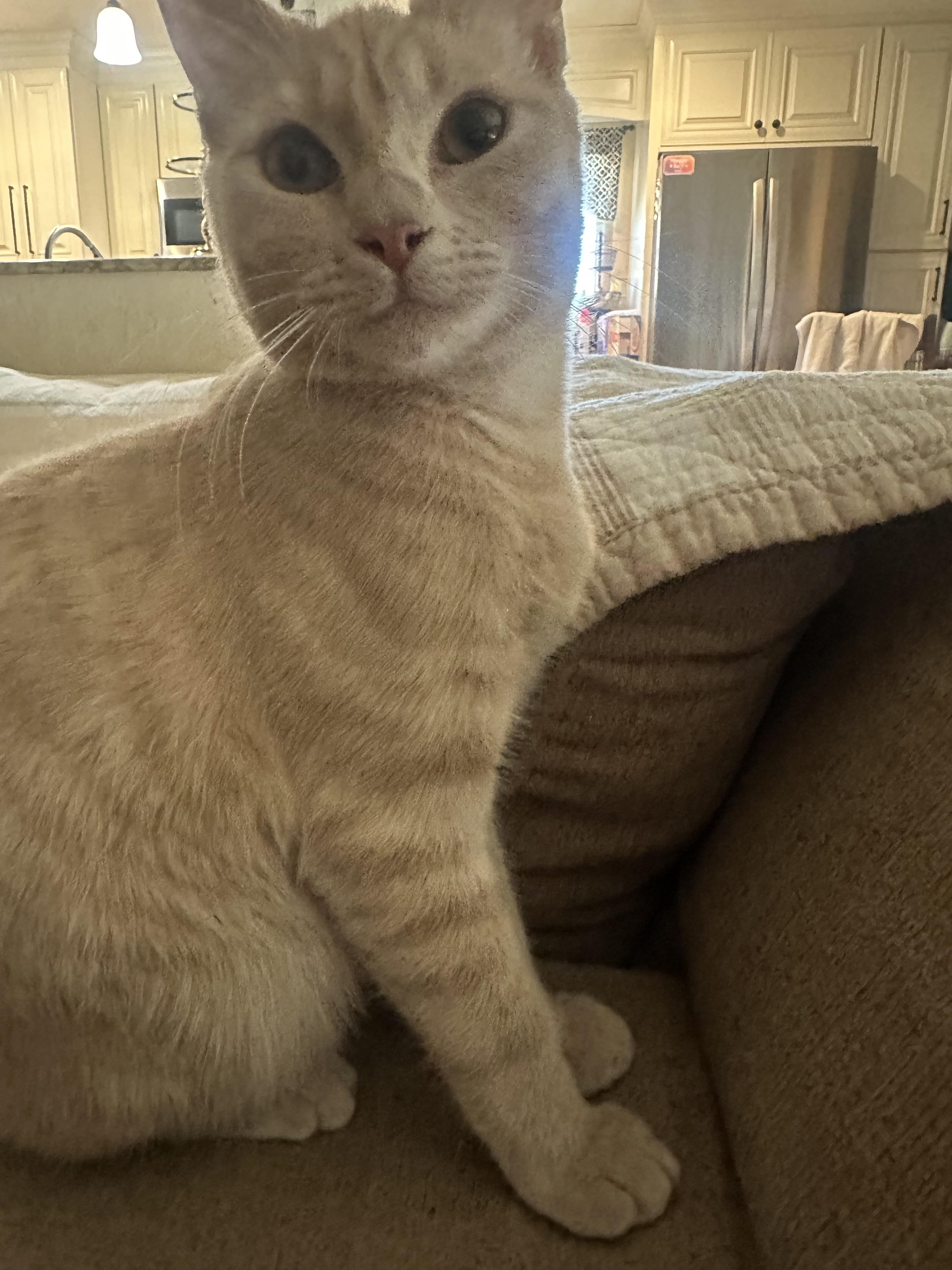 R2-D2, ADOPTABLE, Kitten Male Tabby.