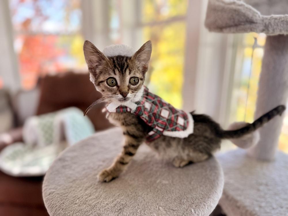 Crush, a Adoptable Domestic Short Hair in Lewisburg, PA image 1/3