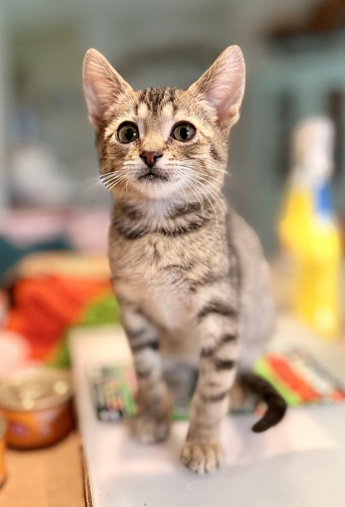 Crush, a Adoptable Domestic Short Hair in Lewisburg, PA image 2/3