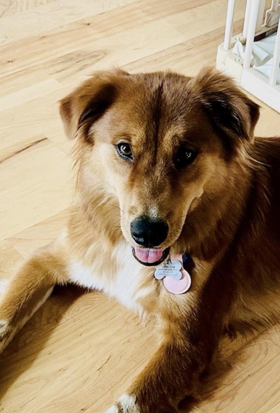 Marley, Adoptable, Young Female Golden Retriever.
