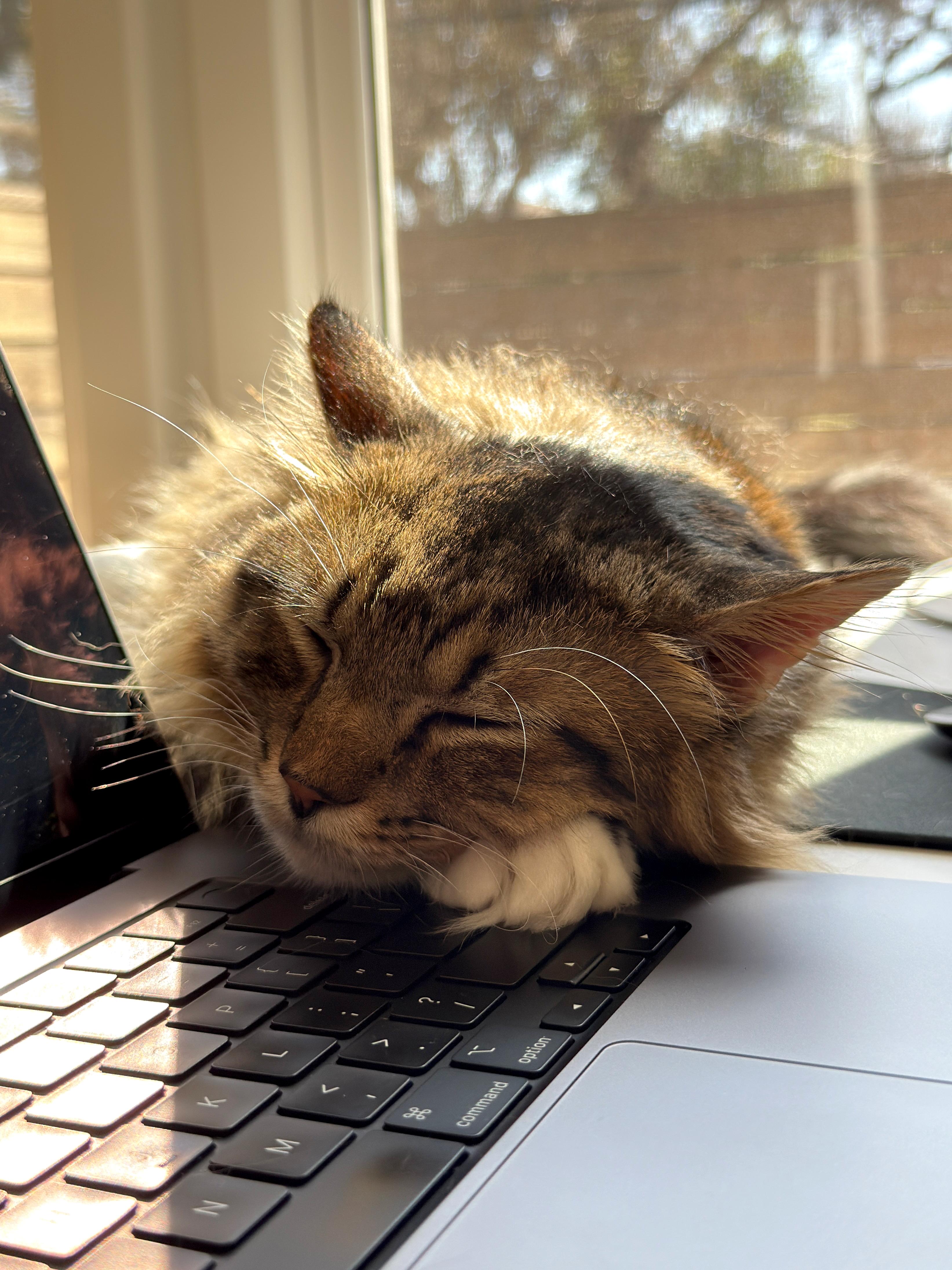 Cosmo — thumbnail 4