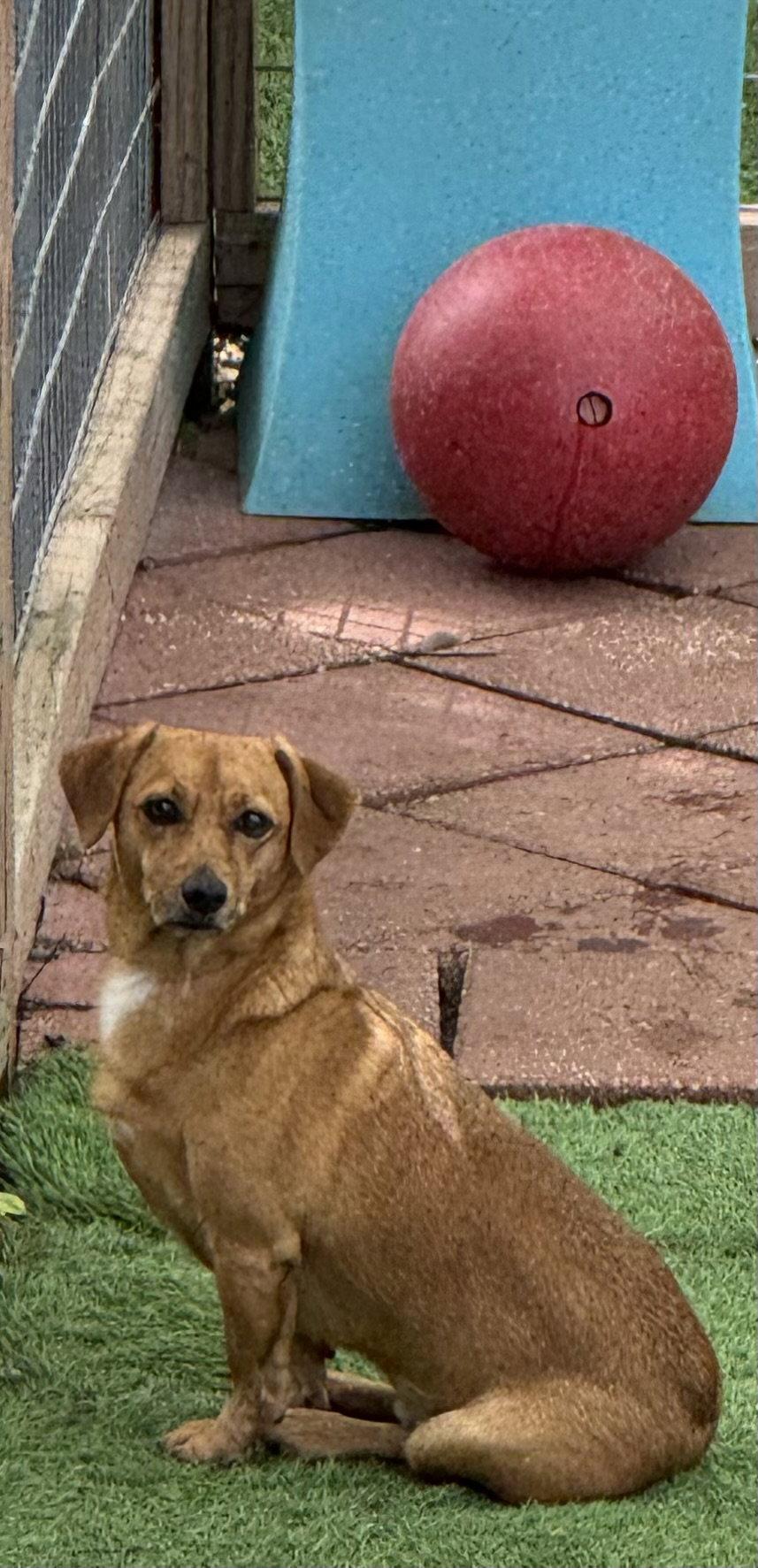 Enlarge Skippy, a Adoptable mixed breed in Leavenworth, KS image 1/3