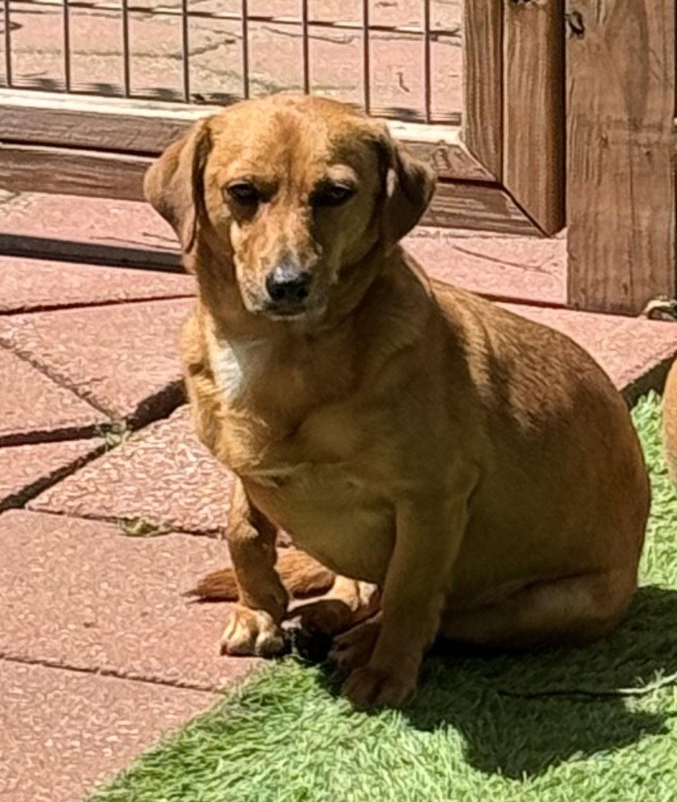 Enlarge Skippy, a Adoptable mixed breed in Leavenworth, KS image 2/3