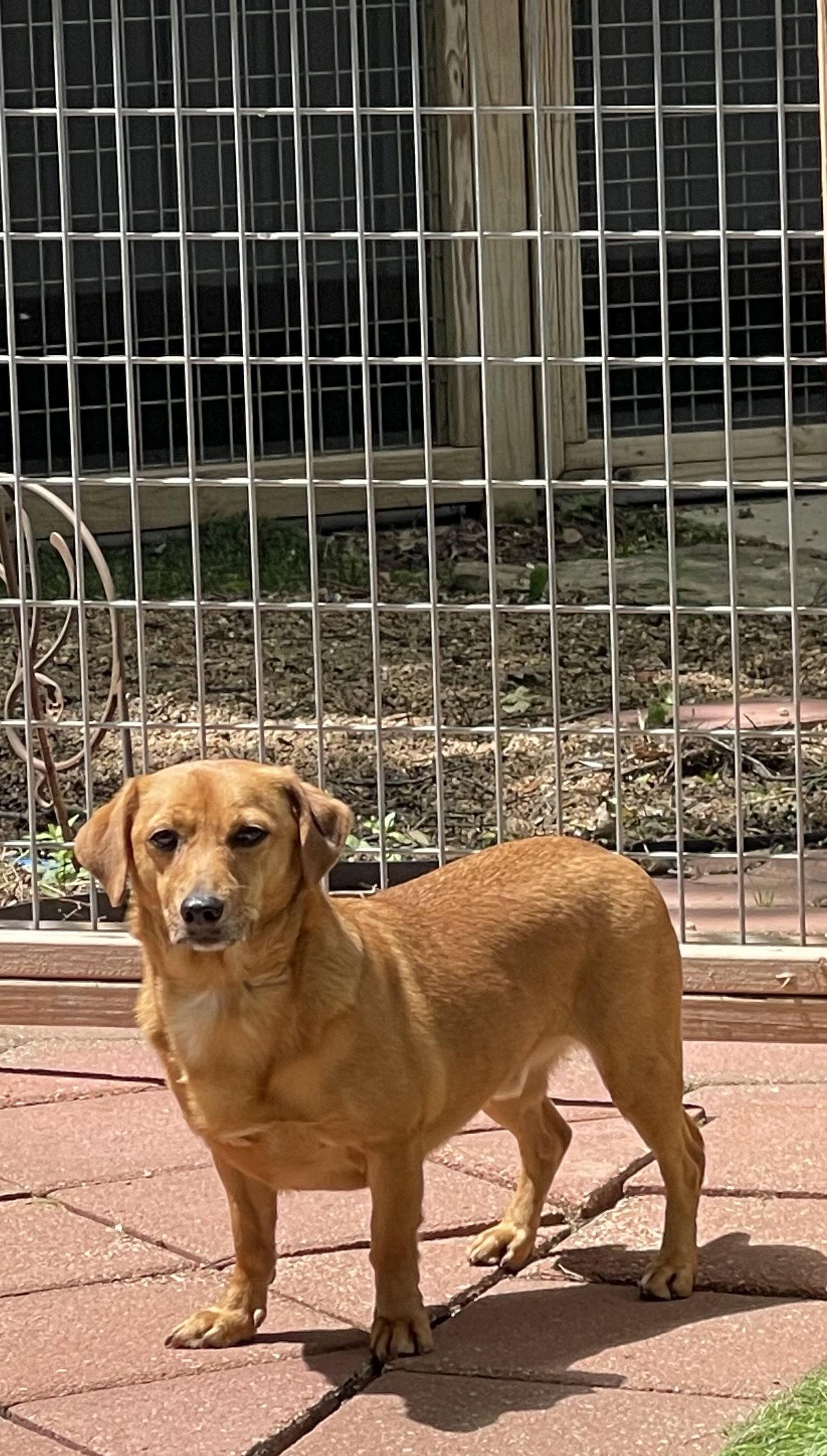 Enlarge Skippy, a Adoptable mixed breed in Leavenworth, KS image 3/3