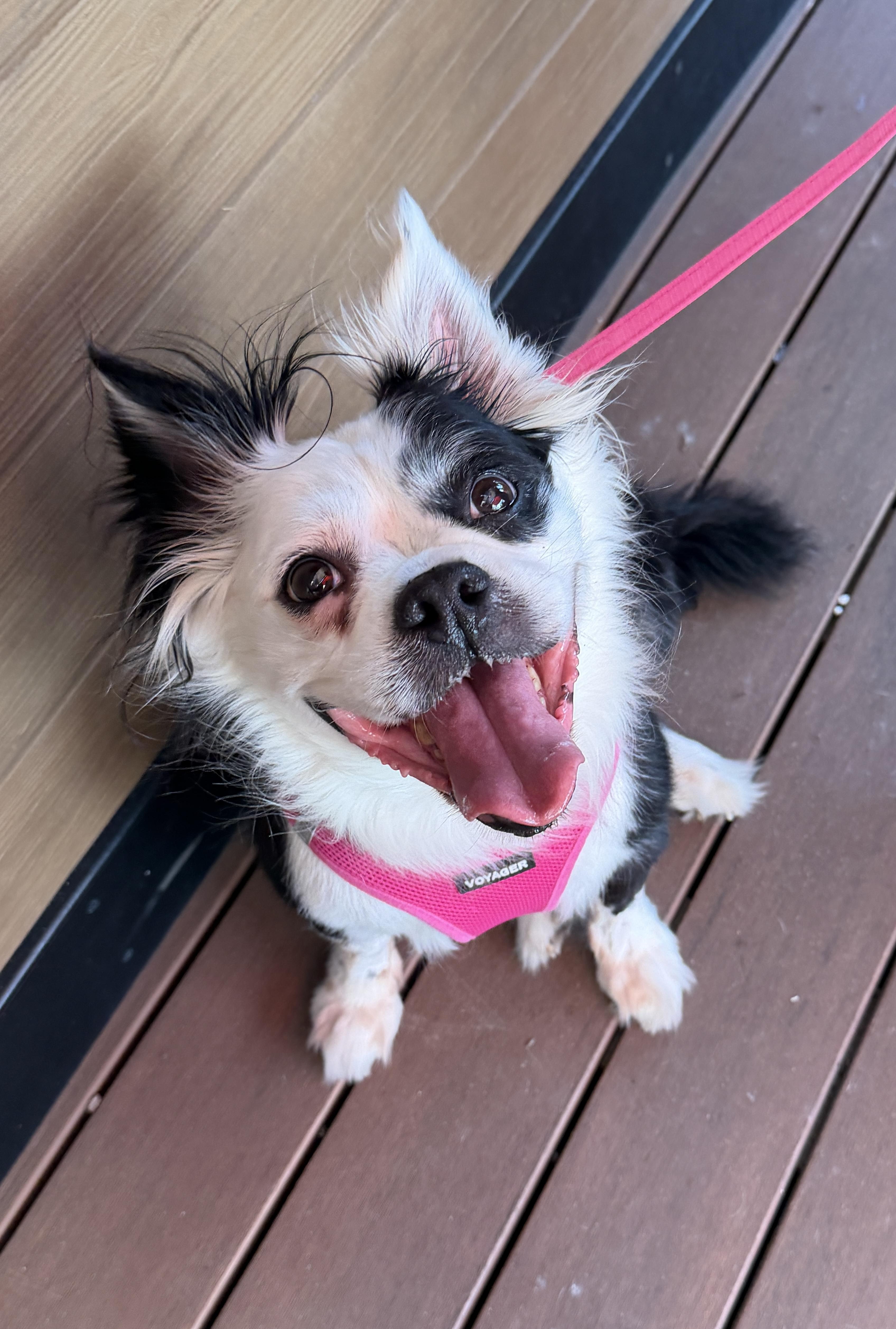 Molly, a ADOPTABLE mixed breed in LEHIGH ACRES, FL image 6/6