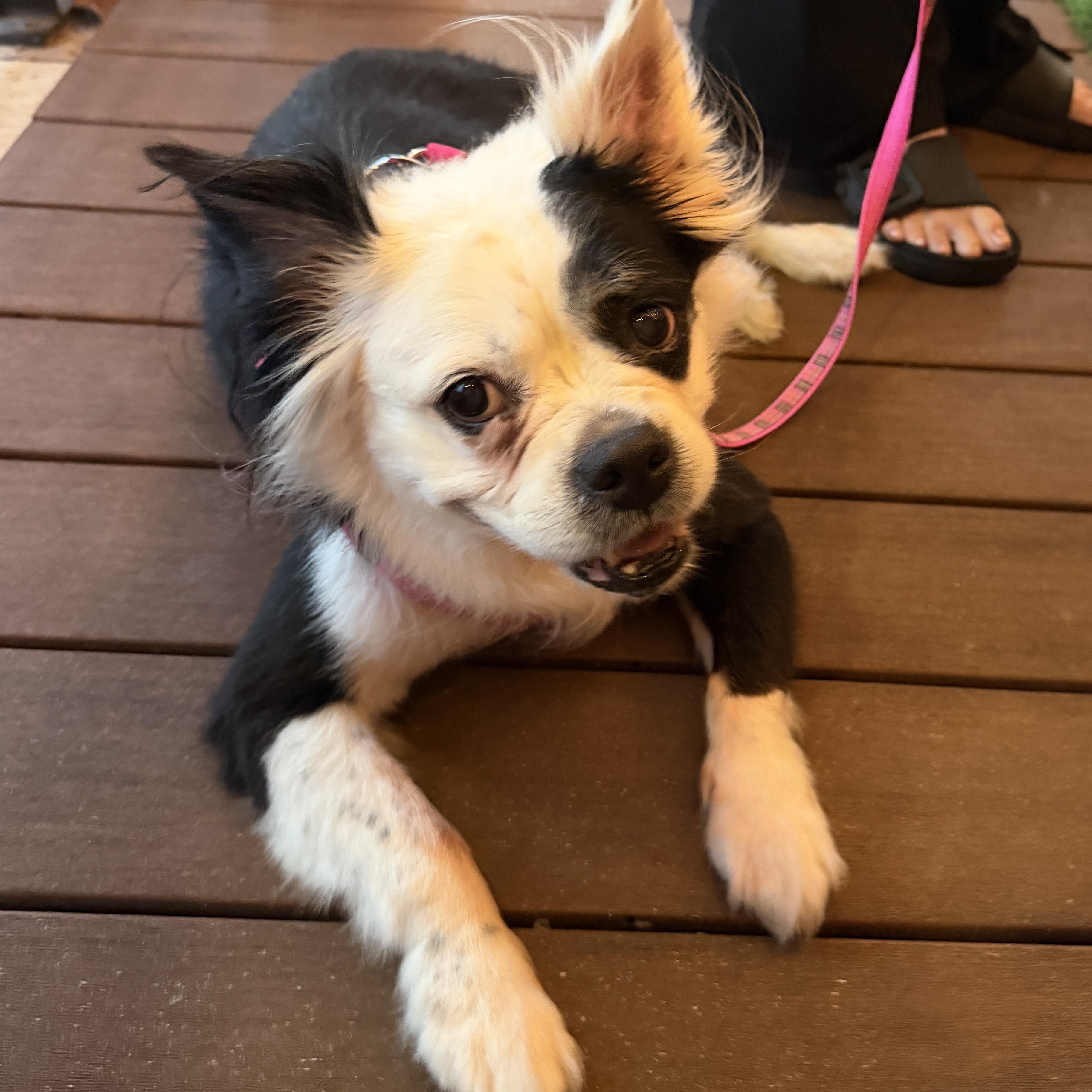 Enlarge Molly, a ADOPTABLE mixed breed in LEHIGH ACRES, FL image 6/6