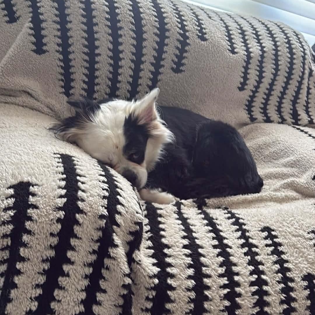 Enlarge Molly, a ADOPTABLE mixed breed in LEHIGH ACRES, FL image 3/6