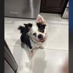 Molly, ADOPTABLE, Senior Female Border Collie & Boston Terrier.