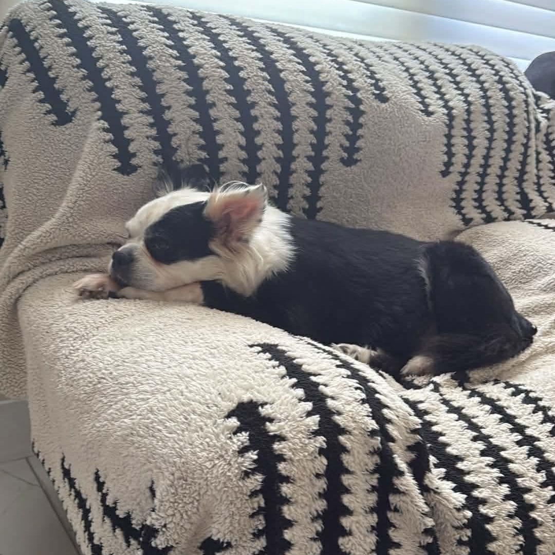 Enlarge Molly, a ADOPTABLE mixed breed in LEHIGH ACRES, FL image 2/6