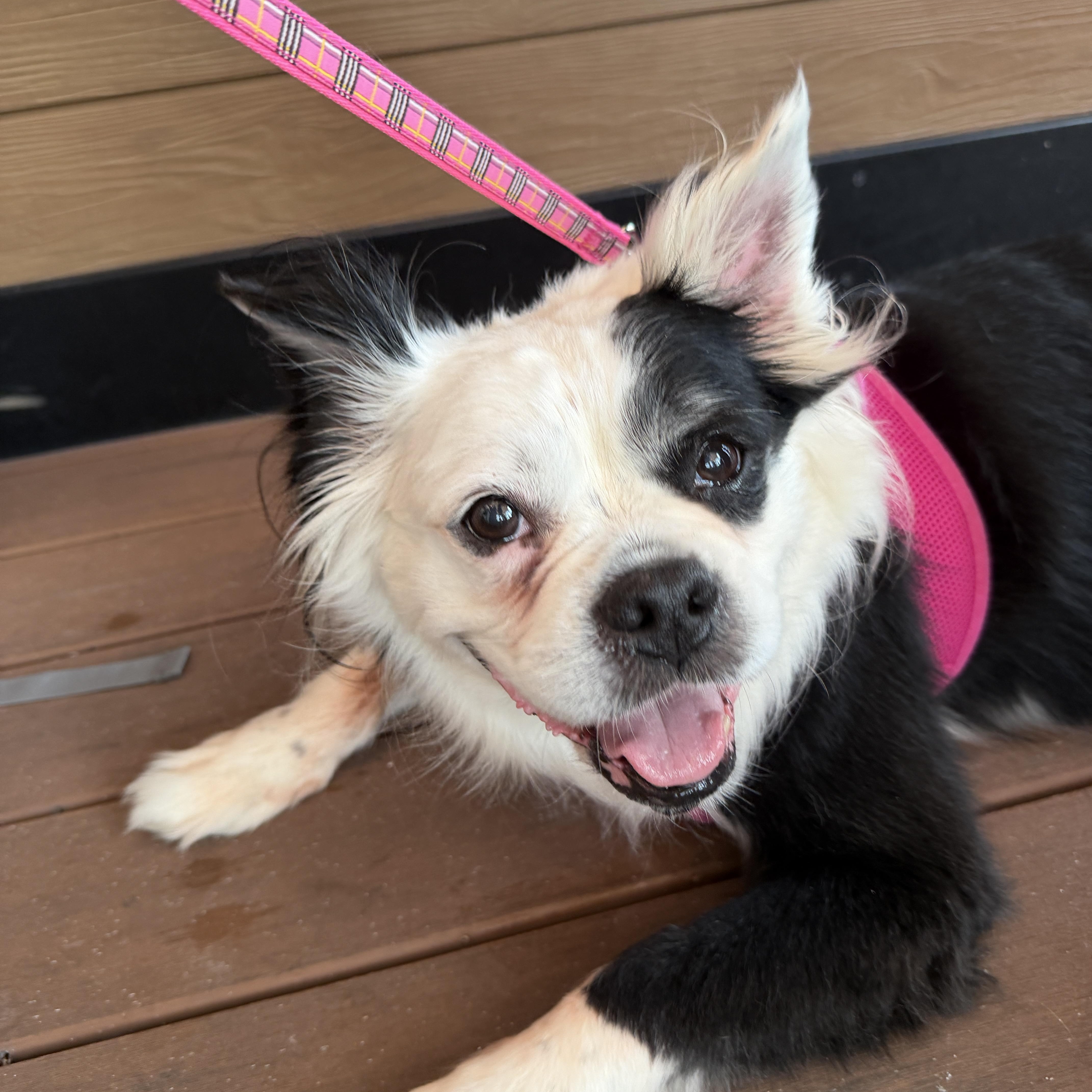 Enlarge Molly, a ADOPTABLE mixed breed in LEHIGH ACRES, FL image 1/6