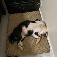 Enlarge Molly, a ADOPTABLE mixed breed in LEHIGH ACRES, FL image 5/6