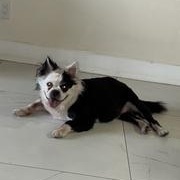 Enlarge Molly, a ADOPTABLE mixed breed in LEHIGH ACRES, FL image 4/6