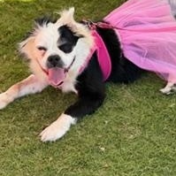 Enlarge Molly, a ADOPTABLE mixed breed in LEHIGH ACRES, FL image 1/6