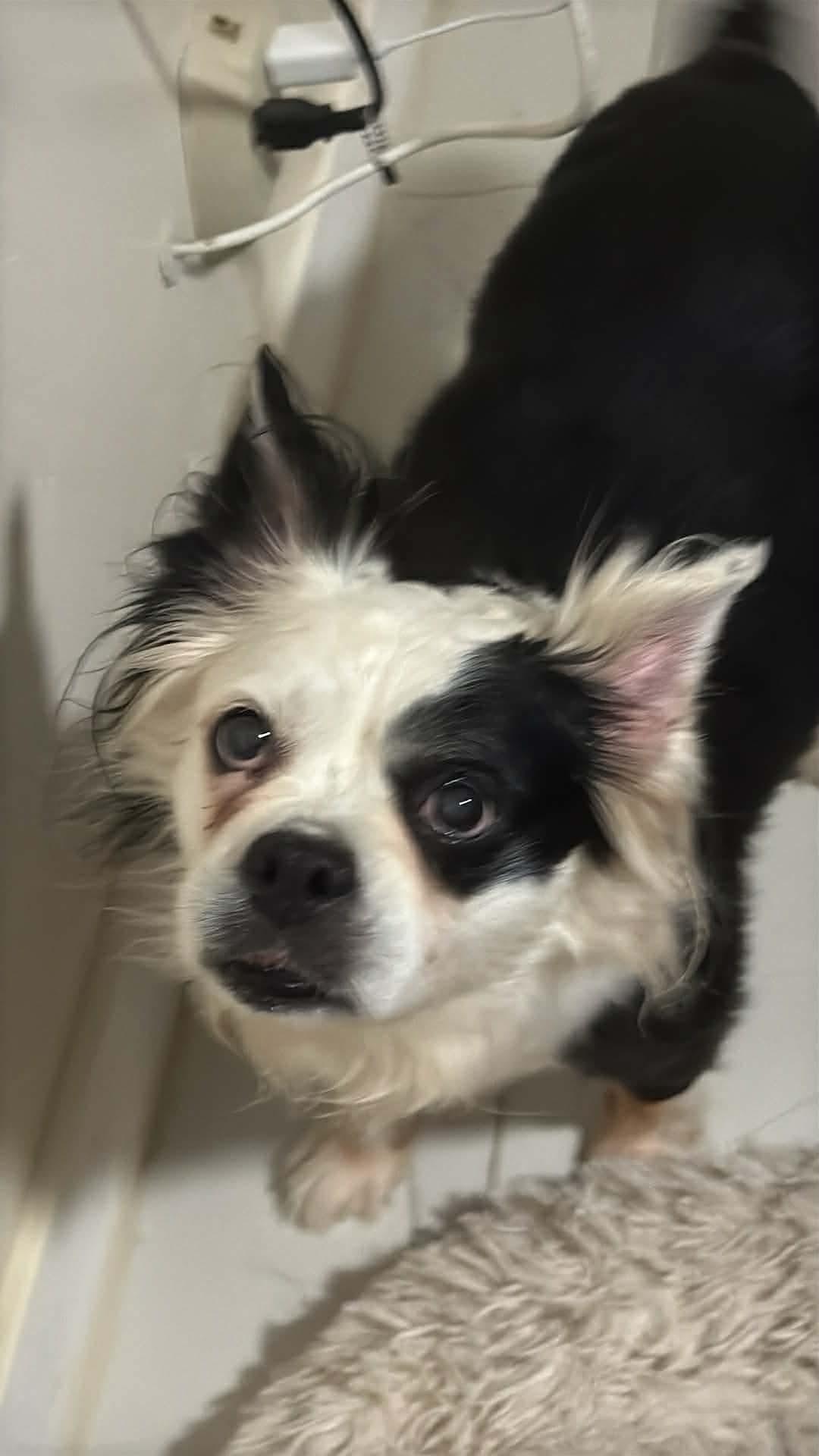 Enlarge Molly, a ADOPTABLE mixed breed in LEHIGH ACRES, FL image 6/6