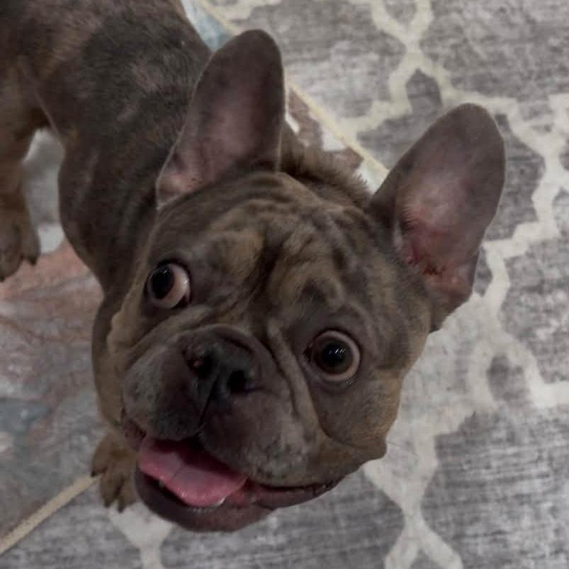 Taz, Adoptable, Adult Male French Bulldog.