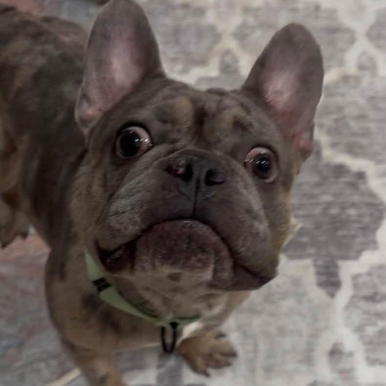 Enlarge Taz, a Adoptable French Bulldog in Huber Heights, OH image 2/6