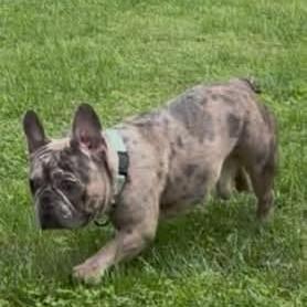 Enlarge Taz, a Adoptable French Bulldog in Huber Heights, OH image 3/6