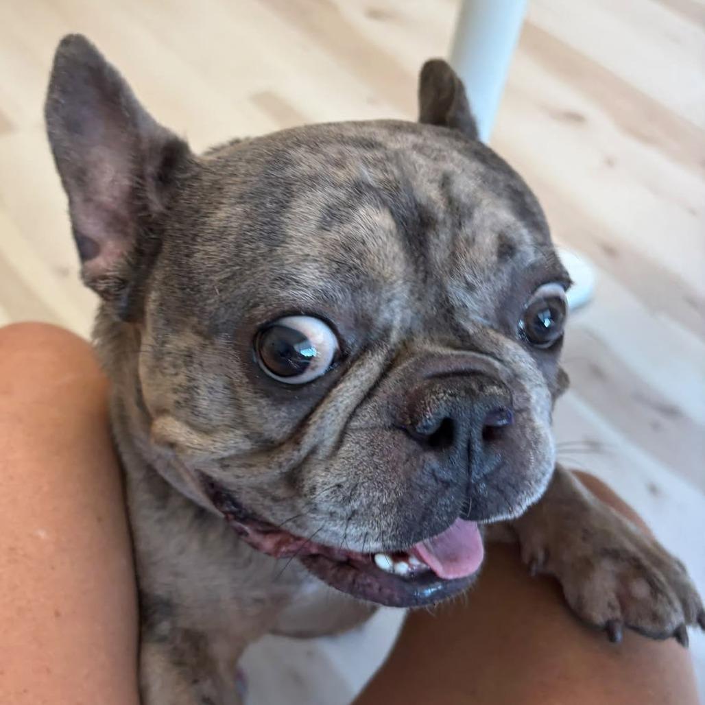Enlarge Taz, a Adoptable French Bulldog in Huber Heights, OH image 4/6
