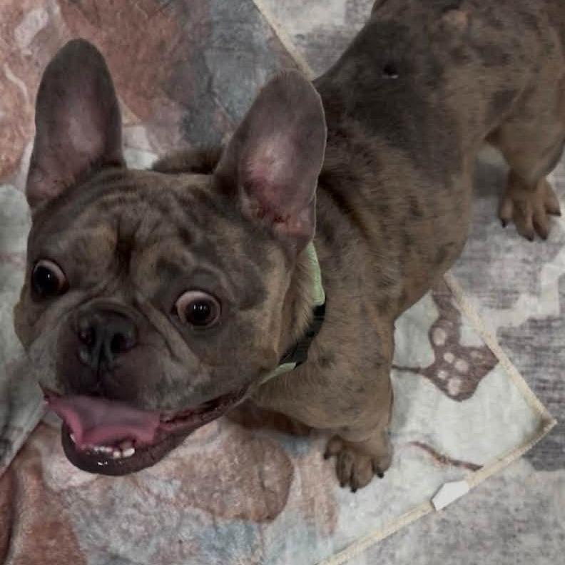 Enlarge Taz, a Adoptable French Bulldog in Huber Heights, OH image 5/6